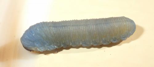 Réf. 268 655 : Athalia sp.